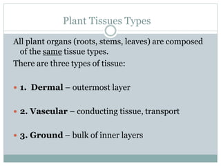 Plant Tissues Types
All plant organs (roots, stems, leaves) are composed
of the same tissue types.
There are three types of tissue:
 1. Dermal – outermost layer
 2. Vascular – conducting tissue, transport
 3. Ground – bulk of inner layers
 