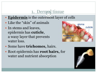 1. Dermal tissue
 Epidermis is the outermost layer of cells
 Like the “skin” of animals
 In stems and leaves,
epidermis has cuticle,
a waxy layer that prevents
water loss.
 Some have trichomes, hairs.
 Root epidermis has root hairs, for
water and nutrient absorption
 
