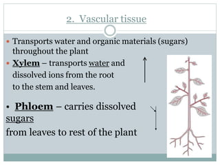 2. Vascular tissue
 Transports water and organic materials (sugars)
throughout the plant
 Xylem – transports water and
dissolved ions from the root
to the stem and leaves.
• Phloem – carries dissolved
sugars
from leaves to rest of the plant
 