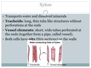 Xylem
 Transports water and dissolved minerals
 Tracheids: long, thin tube like structures without
perforations at the ends
 Vessel elements: short, wide tubes perforated at
the ends (together form a pipe, called vessel).
 Both cells have pits (thin sections) on the walls
Tracheids Vessel elements
 