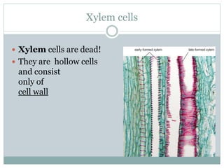 Xylem cells
 Xylem cells are dead!
 They are hollow cells
and consist
only of
cell wall
 