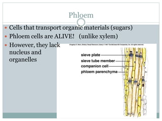 Phloem
 Cells that transport organic materials (sugars)
 Phloem cells are ALIVE! (unlike xylem)
 However, they lack
nucleus and
organelles
 