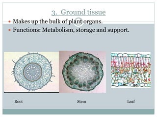 3. Ground tissue
 Makes up the bulk of plant organs.
 Functions: Metabolism, storage and support.
Root Stem Leaf
 