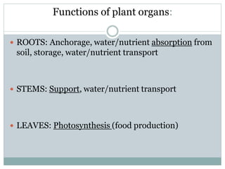 Functions of plant organs:
 ROOTS: Anchorage, water/nutrient absorption from
soil, storage, water/nutrient transport
 STEMS: Support, water/nutrient transport
 LEAVES: Photosynthesis (food production)
 