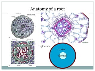 Anatomy of a root
epidermis
cortex
vascular
 