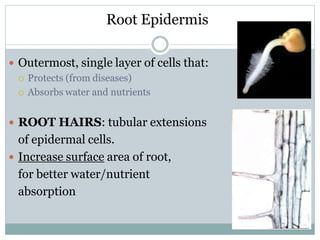 Root Epidermis
 Outermost, single layer of cells that:
 Protects (from diseases)
 Absorbs water and nutrients
 ROOT HAIRS: tubular extensions
of epidermal cells.
 Increase surface area of root,
for better water/nutrient
absorption
 