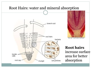 Root Hairs: water and mineral absorption
Root hairs
increase surface
area for better
absorption
 