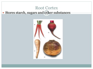 Root Cortex
 Stores starch, sugars and other substances
 