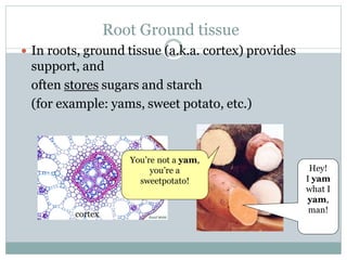 Root Ground tissue
 In roots, ground tissue (a.k.a. cortex) provides
support, and
often stores sugars and starch
(for example: yams, sweet potato, etc.)
Hey!
I yam
what I
yam,
man!
You’re not a yam,
you’re a
sweetpotato!
cortex
 