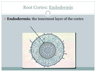 Root Cortex: Endodermis
 Endodermis: the innermost layer of the cortex
 