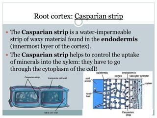 Root cortex: Casparian strip
 The Casparian strip is a water-impermeable
strip of waxy material found in the endodermis
(innermost layer of the cortex).
 The Casparian strip helps to control the uptake
of minerals into the xylem: they have to go
through the cytoplasm of the cell!
 