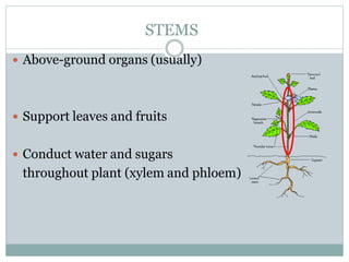 STEMS
 Above-ground organs (usually)
 Support leaves and fruits
 Conduct water and sugars
throughout plant (xylem and phloem)
 