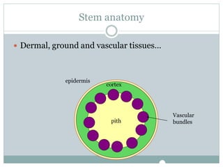 Stem anatomy
 Dermal, ground and vascular tissues…
pith
cortex
epidermis
Vascular
bundles
 