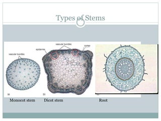 Types of Stems
Monocot stem Dicot stem Root
 