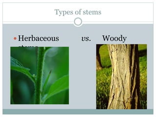 Types of stems
Herbaceous vs. Woody
stems
 