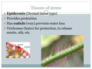 Tissues of stems
 Epidermis (Dermal tissue type)
 Provides protection
 Has cuticle (wax) prevents water loss
 Trichomes (hairs) for protection, to release
scents, oils, etc.
 