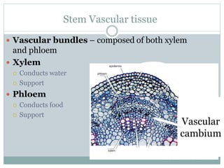 Stem Vascular tissue
 Vascular bundles – composed of both xylem
and phloem
 Xylem
 Conducts water
 Support
 Phloem
 Conducts food
 Support
Vascular
cambium
 