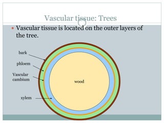 Vascular tissue: Trees
 Vascular tissue is located on the outer layers of
the tree.
wood
phloem
xylem
bark
Vascular
cambium
 