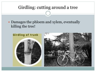 Girdling: cutting around a tree
 Damages the phloem and xylem, eventually
killing the tree!
 