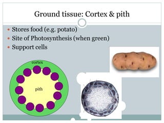 Ground tissue: Cortex & pith
 Stores food (e.g. potato)
 Site of Photosynthesis (when green)
 Support cells
pith
cortex
 
