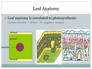 Leaf Anatomy
 Leaf anatomy is correlated to photosynthesis:
Carbon dioxide + Water  sugars + oxygen
dermal
ground
vascular
dermal
 