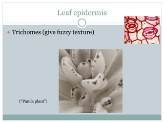 Leaf epidermis
 Trichomes (give fuzzy texture)
(“Panda plant”)
 