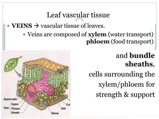 Leaf vascular tissue
 VEINS  vascular tissue of leaves.
 Veins are composed of xylem (water transport)
phloem (food transport)
and bundle
sheaths,
cells surrounding the
xylem/phloem for
strength & support
 