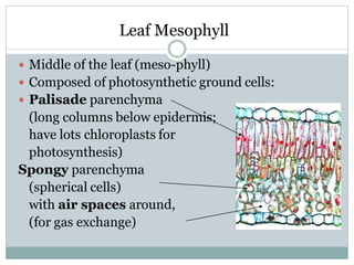 Leaf Mesophyll
 Middle of the leaf (meso-phyll)
 Composed of photosynthetic ground cells:
 Palisade parenchyma
(long columns below epidermis;
have lots chloroplasts for
photosynthesis)
Spongy parenchyma
(spherical cells)
with air spaces around,
(for gas exchange)
 
