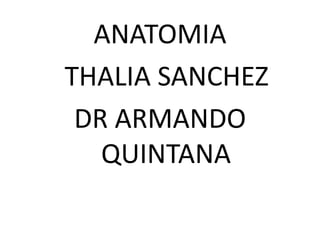 ANATOMIA
THALIA SANCHEZ
DR ARMANDO
QUINTANA
 