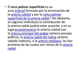 • El arco palmar superficial es un
arco arterial formado por la terminación de
la arteria cubital y por la rama palmar
superficial de la arteria radial.1 No obstante,
en algunos individuos la contribución de
la arteria radial podría estar ausente, y en su
lugaranastomosarse la arteria cubital con
la arteria principal del pulgar (arteria pinceps
pollicis), la arteria radial del índice (arteria
radialis indeces), o la arteria mediana, las dos
primeras de las cuales son ramas de la arteria
radial.
 
