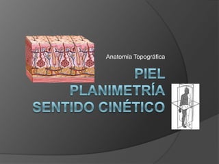 Anatomía Topográfica Piel PlanimetríaSentido Cinético 