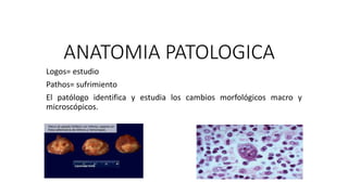 Logos= estudio
Pathos= sufrimiento
El patólogo identifica y estudia los cambios morfológicos macro y
microscópicos.
ANATOMIA PATOLOGICA
 