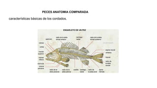 PECES ANATOMIA COMPARADA
características básicas de los cordados.
 