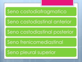 Seno costodiafragmatico

Seno costodiastinal anterior

Seno costodiastinal posterior

Seno frenicomediastinal

Seno pleural superior
 
