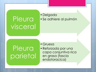 • Delgada
 Pleura    • Se adhiere al pulmón

visceral

           • Gruesa
 Pleura    • Reforzada por una
             capa conjuntiva rica
parietal     en grasa (fascia
             endotoracica)
 