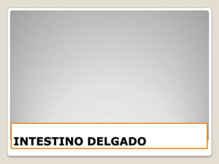 INTESTINO DELGADO
 