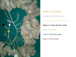 Doradas : A. duonedales

Rosado: Amesenterica sup.



Negro: A. colica derecha media

Verde: A. ileocolia

Azul: A. cecal ant y post

Roja: A. hemorroidal
 