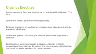 Organos Erectiles
Cuerpos cavernosos- Derecho e izquierdo, de la rama isquipubica al glande. 15 a
20cm.
Cara interna cubierta por el musculo isquiocavernoso.
Cara superior presenta un canal supracaveroso por donde pasan la vena, arterias
y nervio dorsal del pene.
Cara inferior presenta un canal supracavernoso, en el cual se aloja la uretra
esponjosa
Constituidos por una envoltura propia o albugínea, elástica y resistente
compuesta por fibras elásticas. De su superficie interna se desprenden laminitas
que forman las areolas vasculares del cuerpo cavernoso.
 
