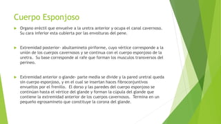 Cuerpo Esponjoso
 Organo eréctil que envuelve a la uretra anterior y ocupa el canal cavernoso.
Su cara inferior esta cubierta por las envolturas del pene.
 Extremidad posterior- abultamineto piriforme, cuyo vértice corresponde a la
unión de los cuerpos cavernosos y se continua con el cuerpo esponjoso de la
uretra. Su base corresponde al rafe que forman los musculos transversos del
perineo.
 Extremidad anterior o glande- parte media se divide y la pared uretral queda
sin cuerpo esponjoso, y en el cual se insertan haces fibroconjuntivos
envueltos por el frenillo. El dorso y las paredes del cuerpo esponjoso se
continúan hasta el vértice del glande y forman la cúpula del glande que
contiene la extremidad anterior de los cuerpos cavernosos. Termina en un
pequeño egrosamineto que constituye la corona del glande.
 