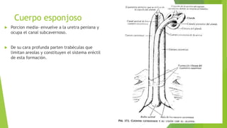 Cuerpo esponjoso
 Porcion media- envuelve a la uretra peniana y
ocupa el canal subcavernoso.
 De su cara profunda parten trabéculas que
limitan areolas y constituyen el sistema eréctil
de esta formación.
 
