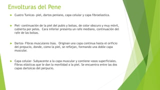 Envolturas del Pene
 Cuatro Tunicas- piel, dartos peniano, capa celular y capa fibroelastica.
 Piel- continuación de la piel del pubis y bolsas, de color obscuro y muy móvil,
cubierta por pelos. Cara inferior presenta un rafe mediano, continuación del
rafe de las bolsas.
 Dartos- Fibras musculares lisas. Originan una capa continua hasta el orificio
del prepucio, donde, como la piel, se reflejan, formando una doble capa
muscular.
 Capa celular- Subyacente a la capa muscular y contiene vasos superficiales.
Fibras elásticas que le dan la movilidad a la piel. Se encuentra entre las dos
capas dartoicas del perpucio.
 