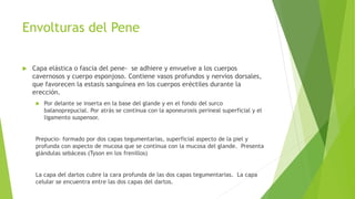Envolturas del Pene
 Capa elástica o fascia del pene- se adhiere y envuelve a los cuerpos
cavernosos y cuerpo esponjoso. Contiene vasos profundos y nervios dorsales,
que favorecen la estasis sanguínea en los cuerpos eréctiles durante la
erección.
 Por delante se inserta en la base del glande y en el fondo del surco
balanoprepucial. Por atrás se continua con la aponeurosis perineal superficial y el
ligamento suspensor.
Prepucio- formado por dos capas tegumentarias, superficial aspecto de la piel y
profunda con aspecto de mucosa que se continua con la mucosa del glande. Presenta
glándulas sebáceas (Tyson en los frenillos)
La capa del dartos cubre la cara profunda de las dos capas tegumentarias. La capa
celular se encuentra entre las dos capas del dartos.
 