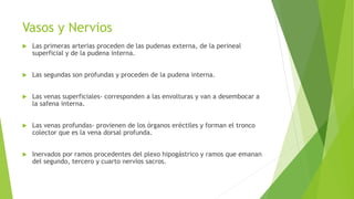 Vasos y Nervios
 Las primeras arterias proceden de las pudenas externa, de la perineal
superficial y de la pudena interna.
 Las segundas son profundas y proceden de la pudena interna.
 Las venas superficiales- corresponden a las envolturas y van a desembocar a
la safena interna.
 Las venas profundas- provienen de los órganos eréctiles y forman el tronco
colector que es la vena dorsal profunda.
 Inervados por ramos procedentes del plexo hipogástrico y ramos que emanan
del segundo, tercero y cuarto nervios sacros.
 
