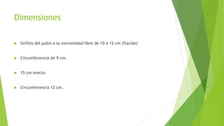 Dimensiones
 Sinfisis del pubis a su extremidad libre de 10 a 12 cm (flacido)
 Circumferencia de 9 cm.
 15 cm erecto
 Circumferencia 12 cm.
 