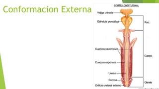 Conformacion Externa
 