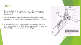 Raiz
 Extremidad posterior (raiz)- formada por los dos cuerpos
cavernosos que se insertan en el borde inferior de la rama
isquiopubica
 Los cuerpos cavernosos siguen su borde hasta la sinfisis del
pubis donde se fijan al ligamento suspensor (Angulo peniano)
 El ligamento suspensor parte de la extremidad inferior de la
linea blanca, alcanza el dorso del pene y se divide en dos. Las
fibras se fijan en la envoltura fibrosa del pene.
 