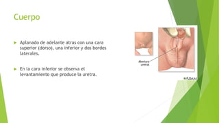 Cuerpo
 Aplanado de adelante atras con una cara
superior (dorso), una inferior y dos bordes
laterales.
 En la cara inferior se observa el
levantamiento que produce la uretra.
 