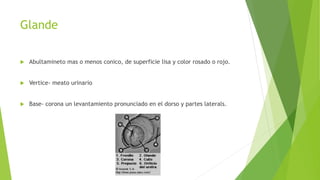 Glande
 Abultamineto mas o menos conico, de superficie lisa y color rosado o rojo.
 Vertice- meato urinario
 Base- corona un levantamiento pronunciado en el dorso y partes laterals.
 
