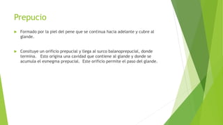Prepucio
 Formado por la piel del pene que se continua hacia adelante y cubre al
glande.
 Consituye un orificio prepucial y llega al surco balanoprepucial, donde
termina. Esto origina una cavidad que contiene al glande y donde se
acumula el esmegma prepucial. Este orificio permite el paso del glande.
 