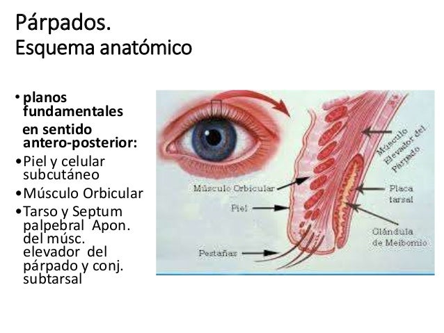 Anatomía párpado
